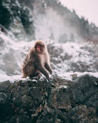 Monkey on rock in snow