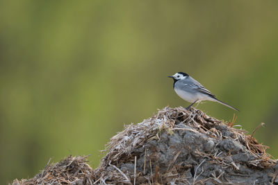 Close-up of bird perching on rock