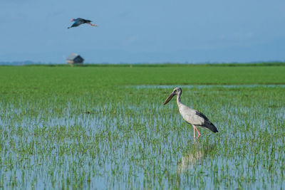 Bird on field