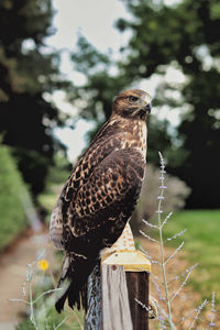 Close-up portrait of hawk perching on wooden post