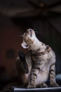 Close-up of domestic cat scratching