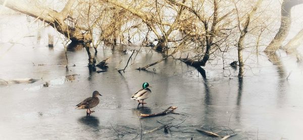 View of birds in lake