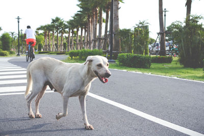 The white dog running in the running park in the morning.