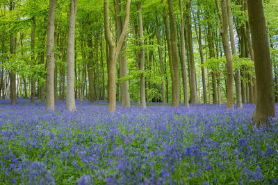 View of flower trees in forest