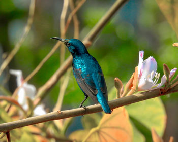 Purple sunbird close-up of bird perching on branch