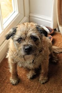 Portrait of dog at home