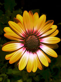 Close-up of yellow flower