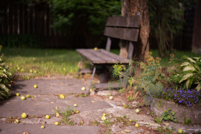 Bench in park