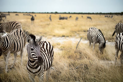 Zebras grazing on grass against sky