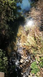 View of trees in forest