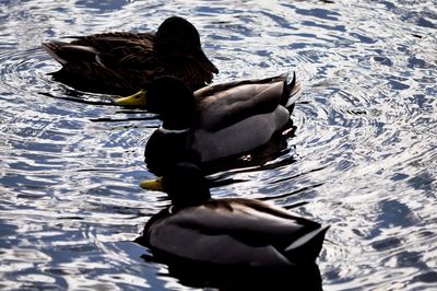 High angle view of ducks swimming in lake