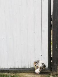 Portrait of dog looking through a white door