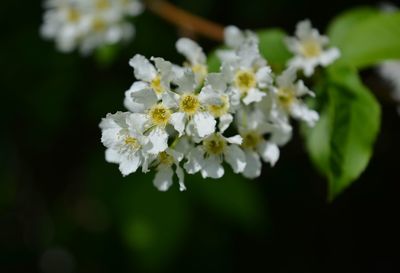 Close-up of white flowering plant