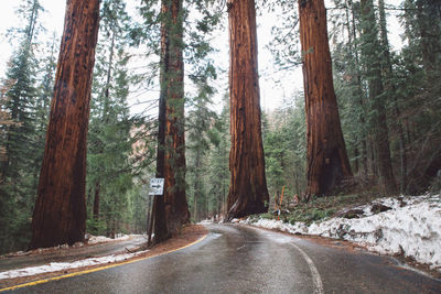 Road amidst trees in forest