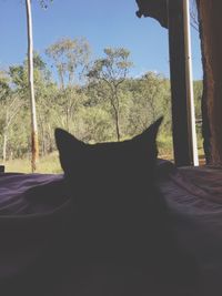 Close-up of cat by tree against sky