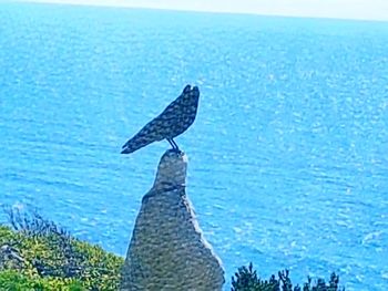 View of a bird in sea