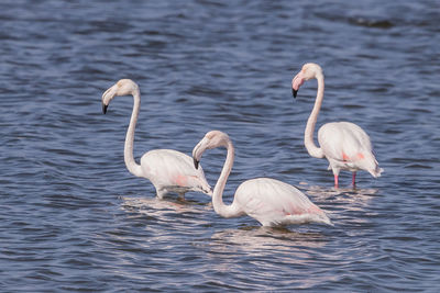 Flamingos perching on lake