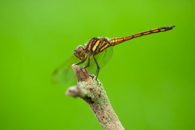 Close-up of dragonfly on plant