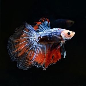 Close-up of fish swimming in sea