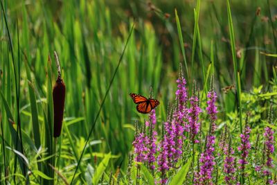 Butterfly pollinating on purple flower