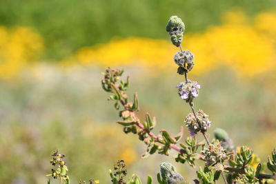 Close-up of honey bee on flowering plant