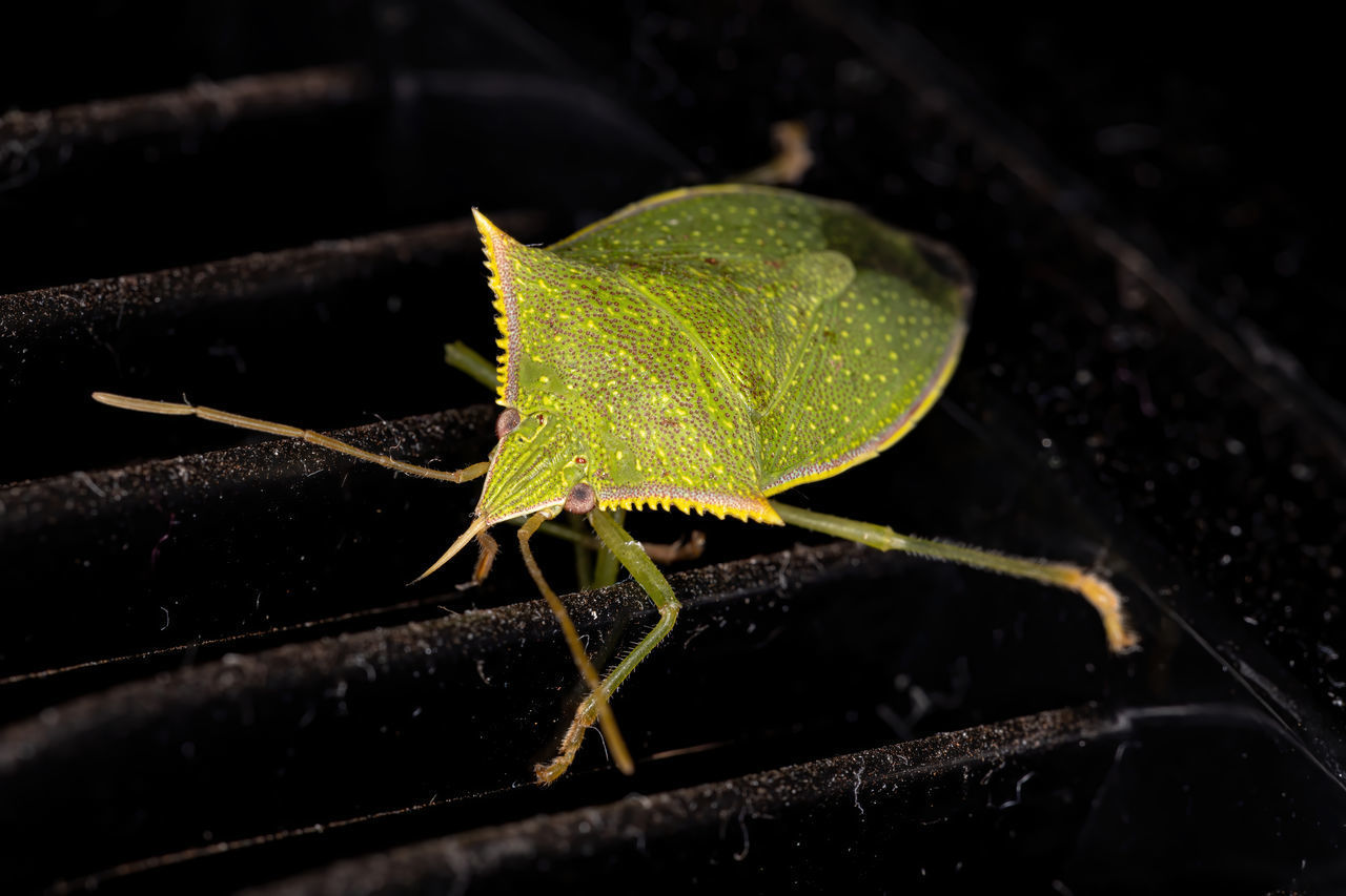 CLOSE-UP OF GREEN INSECT