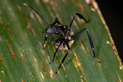 Close-up of insect on leaf