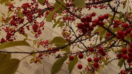 Low angle view of red berries on tree