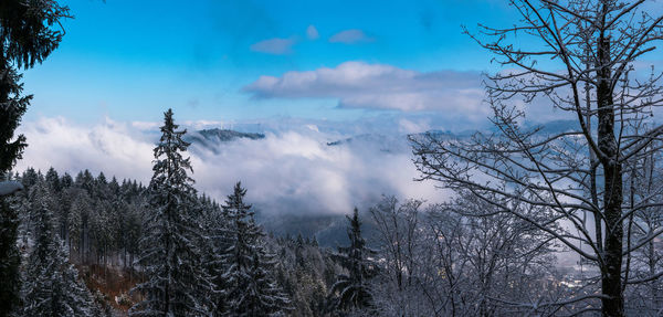 Bare trees in forest against sky during winter