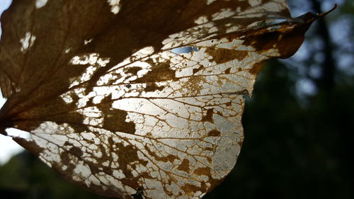 Close-up of leaves on tree against sky