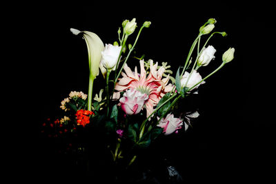 Close-up of pink flowers against black background