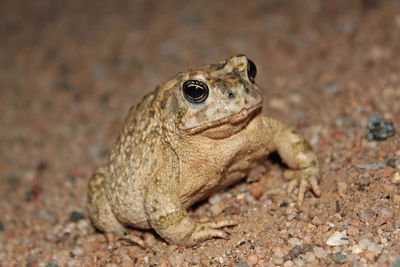 Close-up of frog on rock