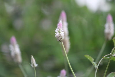 Close-up of bee on thistle blooming outdoors