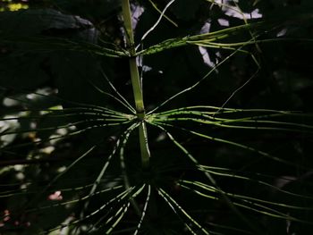 Close-up of plant