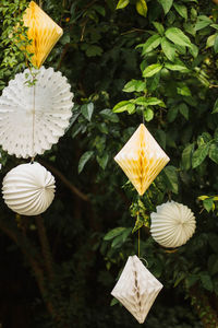 Close-up of white flowering plant in park