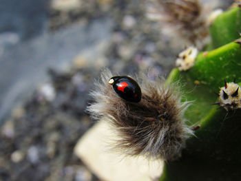 High angle view of ladybug on flower