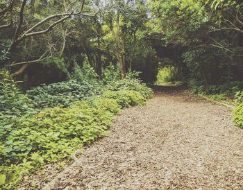 Footpath amidst trees