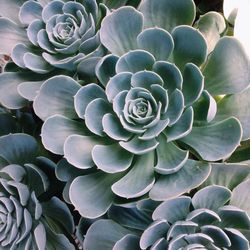 Close-up of cactus growing outdoors