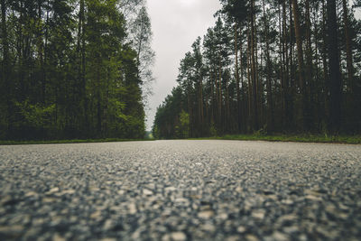 Surface level of road amidst trees in forest