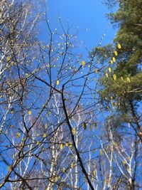 Low angle view of flowering tree against blue sky