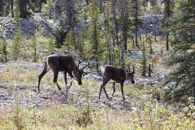 Horses in the forest