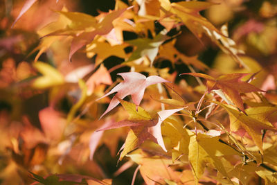 Close-up of autumnal leaves