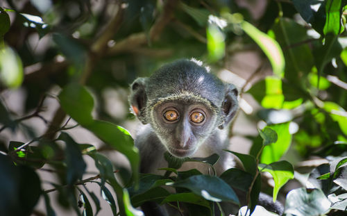 Portrait of monkey sitting on tree