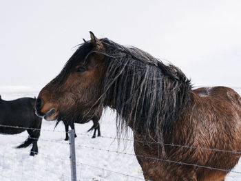 Horse standing in a field