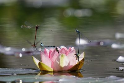 Dragonfly around the searose. 