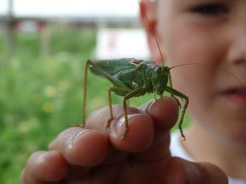 Close-up of hand holding ladybug