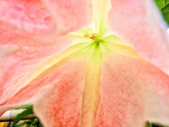 Close-up of flower