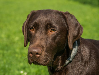 Close-up portrait of a dog