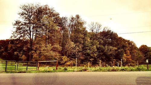 View of trees against sky