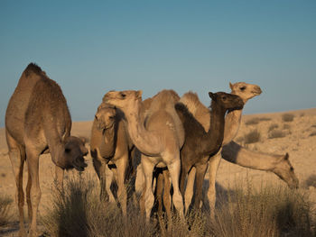 View of camels on field against clear sky
